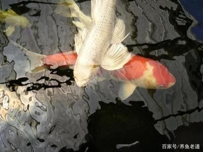 龍魚會吃錦鯉嗎為什么不吃：龍魚會吃錦鯉嗎，龍魚不吃錦鯉的原因有以下幾點(diǎn) 龍魚百科