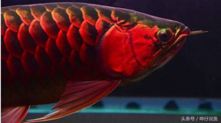 紅龍魚魚缸底色發(fā)黃什么原因：紅龍魚魚缸底色發(fā)黃可能是由于以下幾個原因引起的