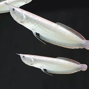 七彩銀龍魚(yú)和銀龍魚(yú)有什么區(qū)別：七彩銀龍魚(yú)和銀龍魚(yú)有什么區(qū)別？ 龍魚(yú)百科