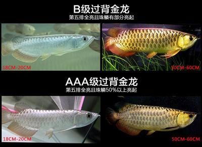 龍魚怎么區(qū)分等級：如何區(qū)分龍魚的等級？ 龍魚百科 第2張