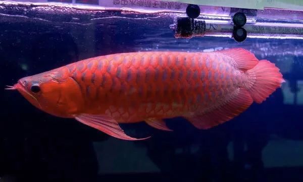 龍魚燈用什么顏色好看：紅龍魚燈用什么顏色好看龍魚燈用什么顏色好看