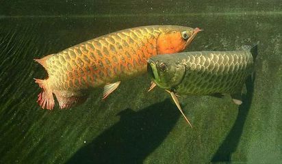 龍魚(yú)喜歡趴底：龍魚(yú)為什么會(huì)趴在缸底？ 龍魚(yú)百科