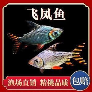 龍魚(yú)搭配泰國(guó)鯽的好處是什么：泰國(guó)鯽魚(yú)搭配泰國(guó)鯽的好處是什么龍魚(yú)搭配泰國(guó)鯽的好處