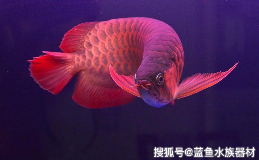 金龍魚(yú)立鱗是什么引起的：金龍魚(yú)立鱗是怎么引起的