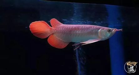 紅龍魚喂小魚好不好養(yǎng)：紅龍魚喂小魚好養(yǎng)嗎