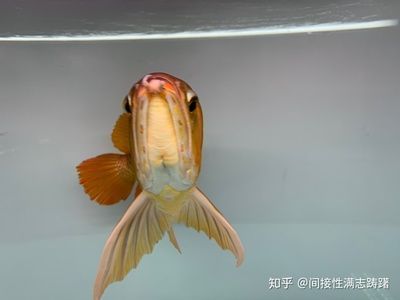 龍魚如何避免吊眼睛：龍魚吊眼睛怎么辦