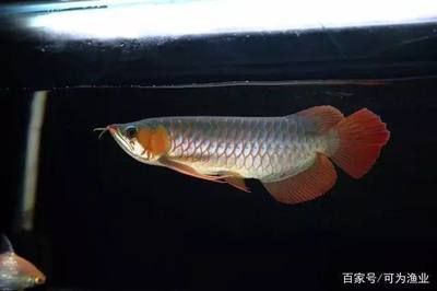 龍魚如何避免吊眼睛：龍魚吊眼睛怎么辦