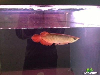 龍魚容易受驚怎么辦：龍魚受驚怎么辦 龍魚百科 第1張