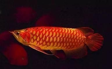 龍魚(yú)下粗鹽可以嗎：龍魚(yú)下粗鹽的可能性 龍魚(yú)百科