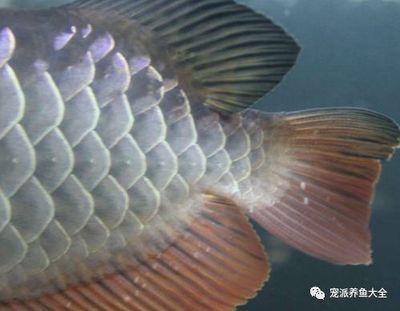 龍魚(yú)身上出現(xiàn)白點(diǎn)怎么治：龍魚(yú)身上出現(xiàn)白點(diǎn)怎么辦