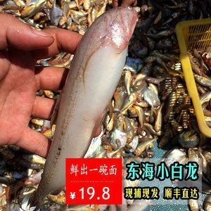 白龍魚是什么魚類的魚：白龍魚可以指代多種魚類，其中最為昂貴和獨特的當屬白金龍魚 龍魚百科 第1張