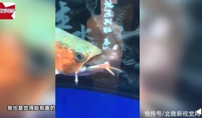 龍魚吃進(jìn)去吐出來怎么辦：龍魚吃進(jìn)去吐出來可能是由于多種原因引起的