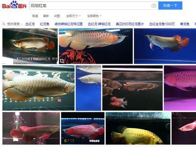 辦公室龍魚(yú)缸放在什么位置好：百度金龍魚(yú)的懂事長(zhǎng)是誰(shuí)？ 龍魚(yú)百科 第1張