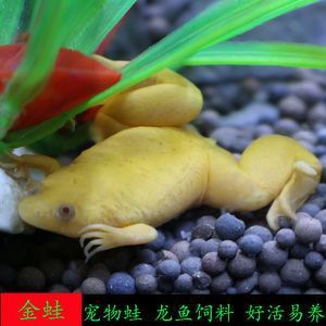 龍魚吃蛙有什么作用：龍魚吃蛙有什么作用？ 龍魚百科 第3張