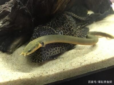 cctv6金龍魚：80厘米的魚缸適合養(yǎng)龍魚嗎？