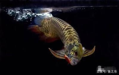 龍魚(yú)餓了好幾個(gè)月怎么開(kāi)食：龍魚(yú)出現(xiàn)長(zhǎng)時(shí)間的饑餓狀態(tài)怎么辦？