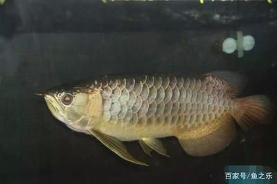 龍魚打包不打氧會(huì)死嗎為什么：龍魚在打包過程中不打氧會(huì)死嗎 龍魚百科 第2張