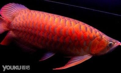 紅龍魚翹頭的好不好：紅龍魚翹頭的一些優(yōu)點(diǎn)和注意事項