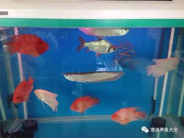 有沒誰的龍魚一直喂大麥蟲呢：鸚鵡魚和銀龍魚可以混合飼養(yǎng)但是需要注意的是飼養(yǎng)數(shù)量和比例 龍魚百科