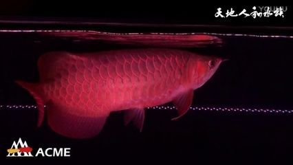 龍魚一直開燈可以么：超級紅龍魚在港澳臺地區(qū)價格逾百萬元，是一種珍貴的觀賞價值 龍魚百科 第3張