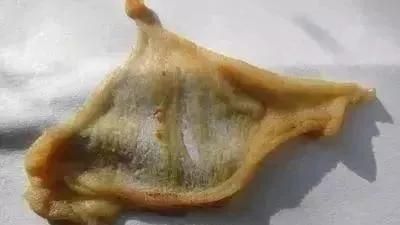 龍魚把食物嚼碎又吐出來(lái)會(huì)死嗎為什么：龍魚嚼碎食物后吐出來(lái)的行為會(huì)影響健康和壽命嗎 龍魚百科 第1張