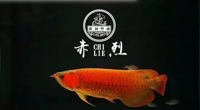 龍魚把食物嚼碎又吐出來(lái)會(huì)死嗎為什么：龍魚嚼碎食物后吐出來(lái)的行為會(huì)影響健康和壽命嗎 龍魚百科 第2張