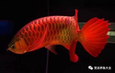 紅龍魚后三鰭怎么養(yǎng)會(huì)大：如何正確飼養(yǎng)紅龍魚的后三鰭