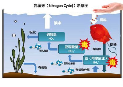 龍魚大便是什么樣子圖：龍魚大便是什么樣子 龍魚百科 第1張