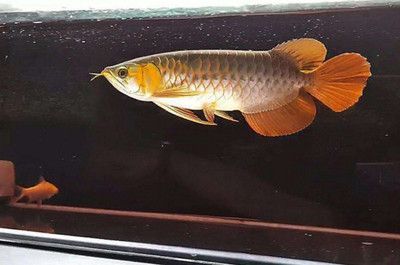 金龍魚(yú)不吃食升溫有用嗎：金龍魚(yú)不吃食可能是由于多種原因引起的，升溫是不夠的 龍魚(yú)百科 第1張