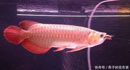 龍魚吃蜈蚣多久會發(fā)色正常：龍魚吃蜈蚣多久會發(fā)色