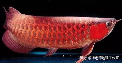 龍魚多久可以長到40厘米：銀龍魚的生長速度受到多種因素影響，龍魚多久可以長到40厘米 龍魚百科 第3張