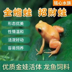 龍魚吃金蛙會(huì)導(dǎo)致哪些壞處：龍魚吃金蛙會(huì)導(dǎo)致一些健康問題和管理難題，龍魚吃金蛙會(huì)導(dǎo)致哪些壞處 龍魚百科 第3張