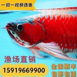 龍魚苗好養(yǎng)嗎怎么養(yǎng)殖的好：龍魚苗養(yǎng)殖的注意事項(xiàng) 龍魚百科