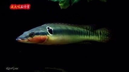 龍魚為啥叫龍魚：為什么龍魚被稱為“龍魚”？