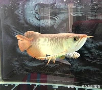 40公分龍魚喂幾個(gè)蝦米：40公分的龍魚喂食蝦米的數(shù)量