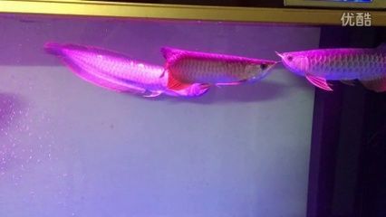 2條金龍魚打架怎么辦：兩條金龍魚之間可能會發(fā)生打架現(xiàn)象，飼養(yǎng)者應(yīng)該定時定量喂食 龍魚百科 第2張