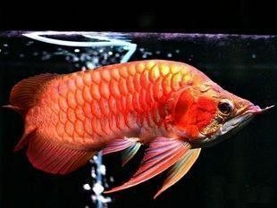 龍魚交易：關(guān)于龍魚交易的一些關(guān)鍵信息 龍魚百科