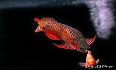 龍魚(yú)立鱗初期怎么治療好的快些：針對(duì)龍魚(yú)立鱗初期的治療方法 龍魚(yú)百科