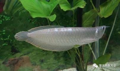 鸚鵡魚銀龍魚：鸚鵡魚和銀龍魚可以一起混養(yǎng)但需要注意以下幾點(diǎn) 龍魚百科 第1張