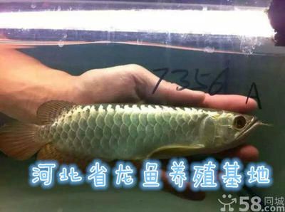 國內(nèi)龍魚養(yǎng)殖基地排名第一的是哪家：國內(nèi)龍魚養(yǎng)殖基地排名 龍魚百科 第2張