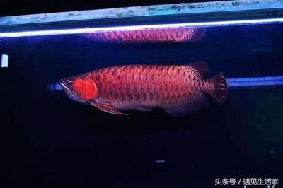 紅龍魚白缸發(fā)色怎么回事：白缸對紅龍魚發(fā)色的影響