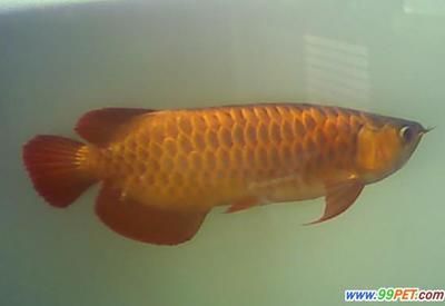 金龍魚怎么區(qū)分品種：金龍魚怎么區(qū)分品種，金龍魚品種區(qū)分方法是什么