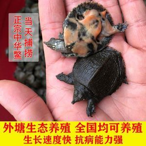 龍魚(yú)可以喂小甲魚(yú)嗎：龍魚(yú)可以喂小甲魚(yú)嗎， 龍魚(yú)百科 第2張