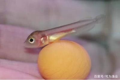 小龍魚又叫什么魚會下蛋呢：小龍魚會下蛋嗎？