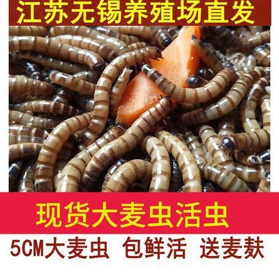 40公分龍魚喂多大的大麥蟲 龍魚百科 第2張