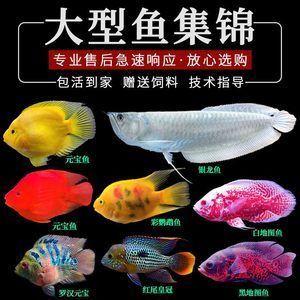 紅龍魚吃什么食物長得快又好養(yǎng)：紅龍魚的食物選擇 龍魚百科 第2張