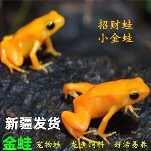 龍魚吃金蛙的好處是什么：龍魚吃金蛙有哪些好處？