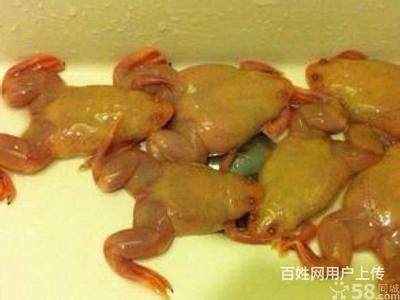 龍魚吃金蛙的好處是什么：龍魚吃金蛙有哪些好處？