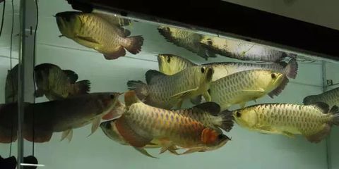 龍魚(yú) 論壇：fish8000水族論壇龍魚(yú)討論專(zhuān)版特色觀賞魚(yú)技術(shù)版塊專(zhuān)