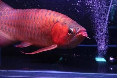 紅龍魚3年了為什么不紅了：紅龍魚不紅的幾種原因